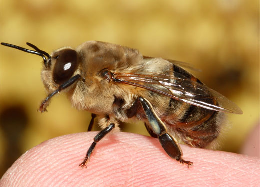 APITOXINA