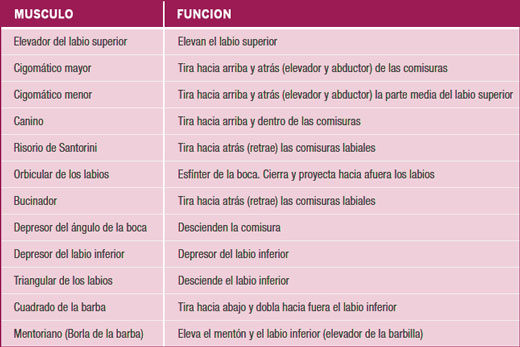 MUSCULOS LABIOS