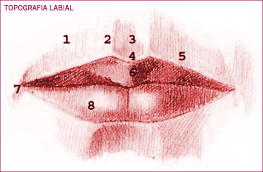 TOPOGRAFIA LABIAL
