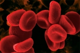 La sangre, la vedette del mundo de la investigacin mdica actual
